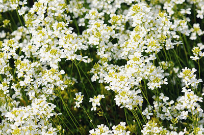 MAA gypsophila flower Seed(200 per packet)