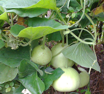 Cloud Farm Hybrid F1 Round Bottle Gourd Lauki Clabash Seed(82 per packet)