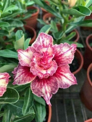 Qualtivate ATS-292 Double Pink White Desert Rose Adenium Obesum Seed(30 per packet)