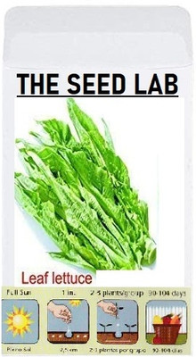 KNESSiN Lettuce Leaf Seed(1250 per packet)