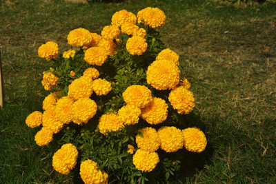 ADVAIT ABEER marigold/gende ka phool flower seeds Seed(75 per packet)