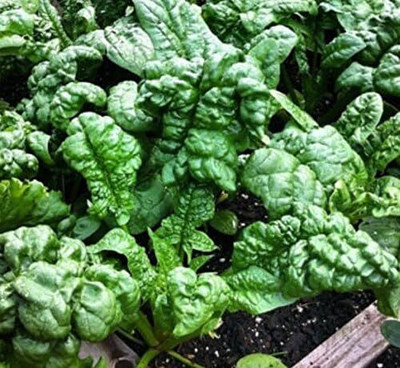 Qualtivate HYB-1A Bloomsdale Long Standing Spinach Seed(300 per packet)