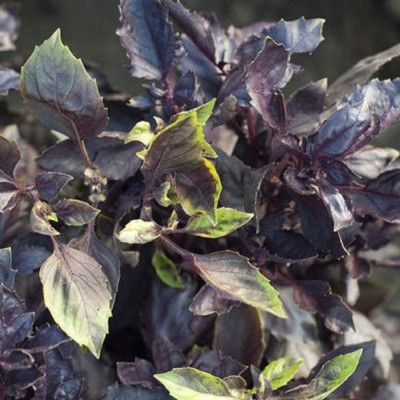 VibeX ® LXI-29 Basil ‘Dark Purple Opal’ Seed(1000 per packet)