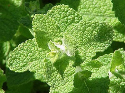 CYBEXIS XL-63 - Apple Mint Mentha Rotundifolia - (1350 Seeds) Seed(1350 per packet)