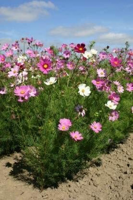 Aywal Cosmos Mixed Winter Flower Seed(10 per packet)
