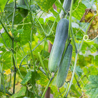 Kodali 58 Pcs -Cucumber Seed Seed(58 per packet)