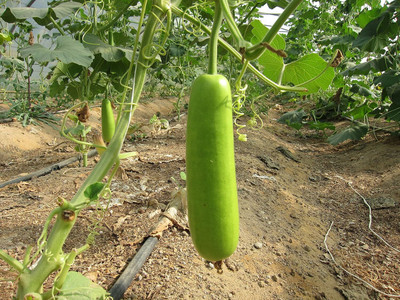 KNESSiN Bottle Gourd/Lauki Long Seeds / Ghiya/ Doodhi-[100gm] Seed(400 per packet)