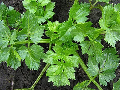 CYBEXIS XLR-6 - Tall Utah Celery - (250 Seeds) Seed(250 per packet)