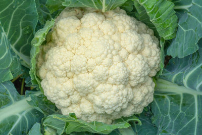 GCS Kantola Seeds white cauliflower,gobhee seeds Seed(85 per packet)