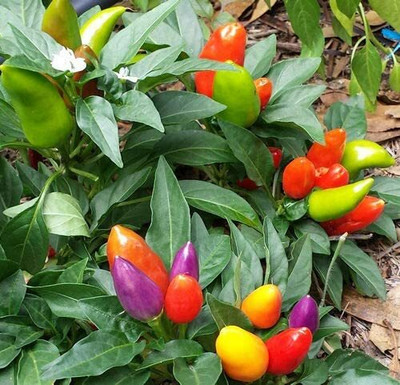 CYBEXIS Organic Multicolor Hot Pepper Vegetable Seeds600 Seeds Seed(600 per packet)