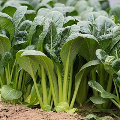 CYBEXIS Mizuna Green Mustard Vegetable Seeds2000 Seeds Seed(2000 per packet)