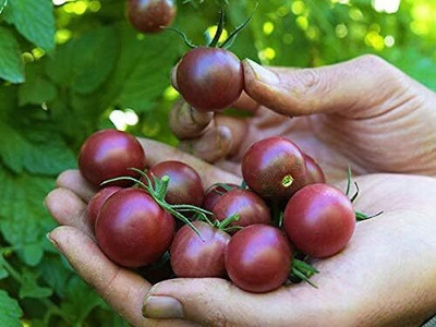 Qualtivate GBPT-5A Black Cherry Tomato Seed(300 per packet)