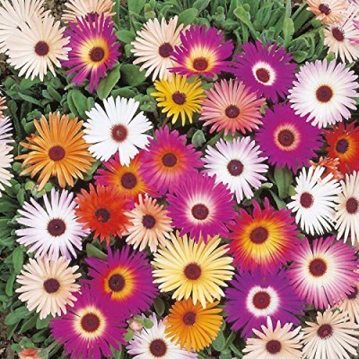 Lorvox Ice Mix Colors Flower Seed(70 per packet)
