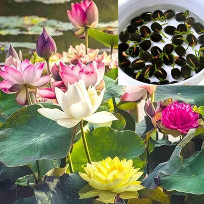 DEYS AGRO lotus seeds indoor Seed(37 per packet)