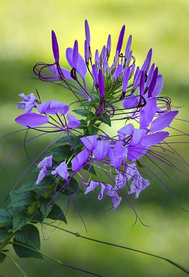 Aywal Cleome Flower Hybrid Seed(70 per packet)