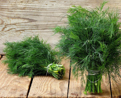 VibeX XLR-57 - Herb Dill Teddy (Yellow) - (750 Seeds) Seed(750 per packet)