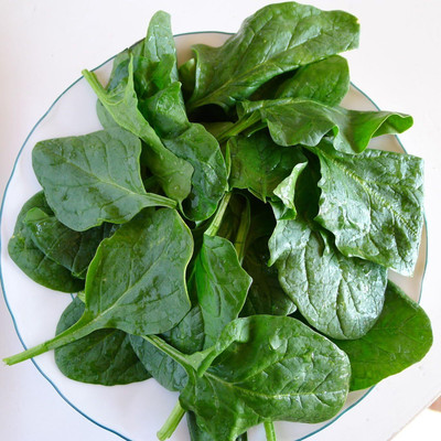 KNESSiN Spinach MATADOR Seed(1250 per packet)