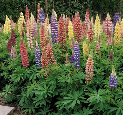 CEZIUS Good Germination Lupine Flower Plant Seed(25 per packet)