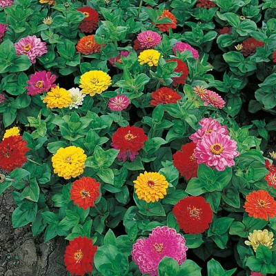 Quentova Anniversary Zinnia Mix-CIAR-5Q Seed(50 per packet)