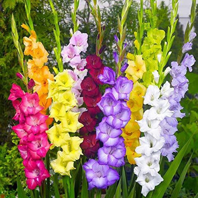 Cloud Farm GLADIOULUS Seed(40 per packet)