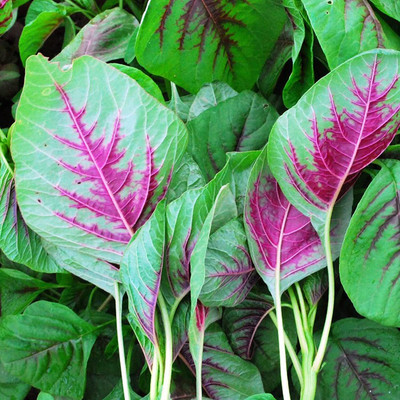 Aywal Amaranthus Leaf Red/Cholai Green Saag Seed(20 per packet)