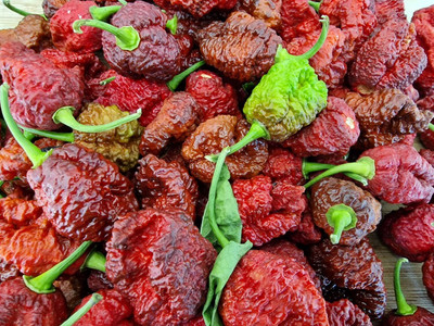 KNESSiN Organic Hell Boy Chilli Vegetable Seeds For Gardening-(1200 Seeds) Seed(1200 per packet)