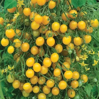 Aro Tomato, Tomato yellow cherry Seed(24 per packet)