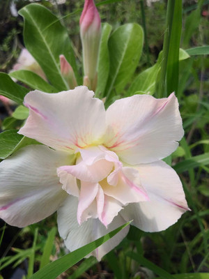 Qualtivate XL-458 Adenium Obesum Bulbs-Strong Seed(30 per packet)