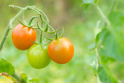 AFARTIOBINA 81 PCS TOMATO SEEDS-A02 Seed(81 per packet)