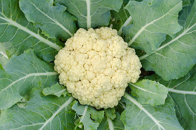 gelunix white cauliflower,gobhee seeds Seed(15 per packet)