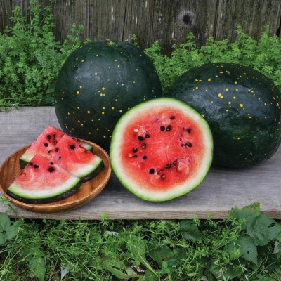 Farmonix Moon and Stars (Organic Watermelon Seed) Seed(100 per packet)