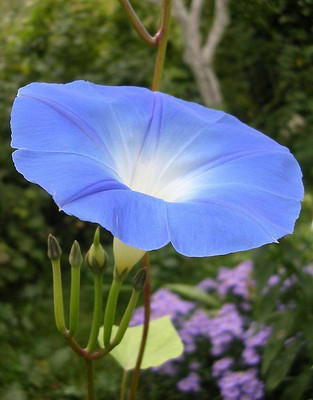 ZIXA Ipomoea purpurea Seed(20 per packet)