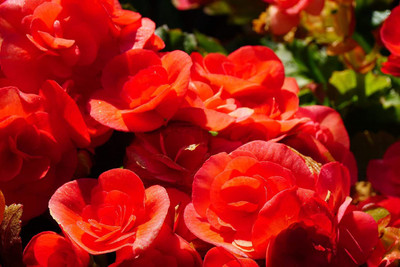 VibeX VVI-38 - Begonia Scarlet Mocha - (270 Seeds) Seed(270 per packet)