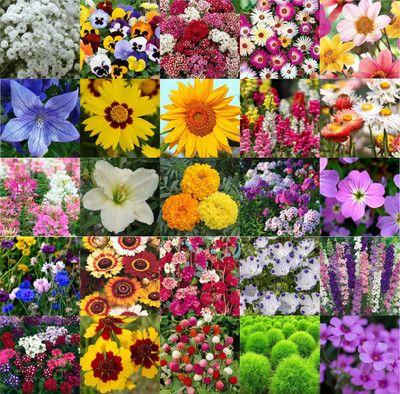 Agnico Agnico 25 Variety Of Flower Seeds Combo Pack With Instruction Manual.… Seed(25 per packet)