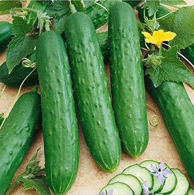 VibeX ® XXL-761 Disease-Resistant Pusa Cucumber Seed Seed(200 per packet)
