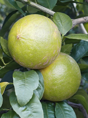 Aywal Sweet Mosambi Citrus Seed(5 per packet)