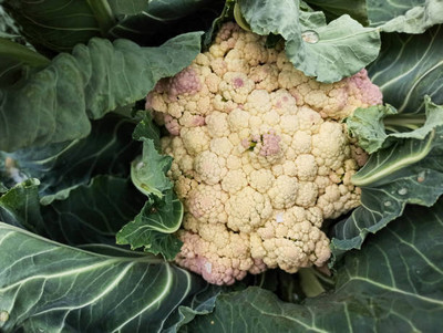 Greenlive traders white cauliflower,gobhee seeds Seed(40 per packet)