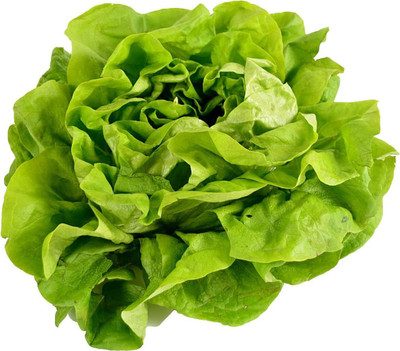 WILLVINE NBIR-13 Buttercrunch Lettuce Seeds Seed(400 per packet)