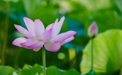 ASTRO HUB lotus,kamal gatta Seed(11 per packet)