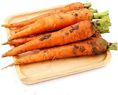 KNESSiN VIX-95 Carrot Seed(1000 per packet)