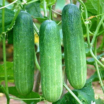 TRICONE F1 Hybrid Deluks Cucumber Kheera Organic 25 Seeds D29 Seed(25 per packet)