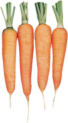 Qualtivate RES-7A Touchon Carrot Seeds Seed(300 per packet)
