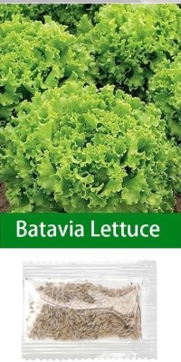 Quentova Batavia Lettuce 1gm Seed(800 per packet)