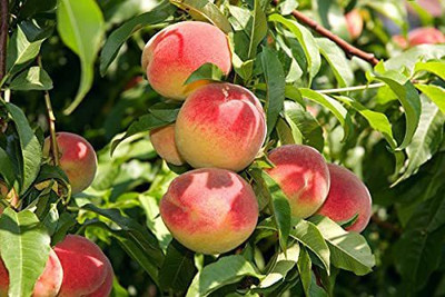 ACCELCROP Peach Cherry Fruit Seed(9 per packet)
