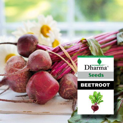Dharma Beet Root Seed(100 per packet)