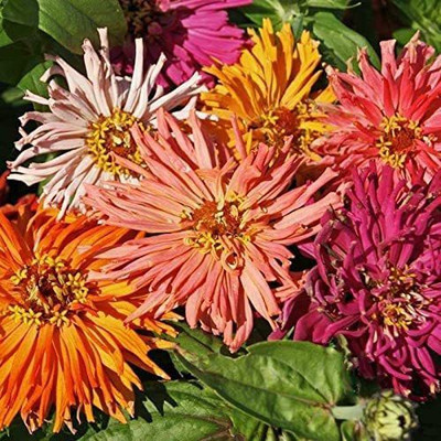 CYBEXIS Giant Cactus Mix Zinnia Flower Seeds Seed(25 per packet)