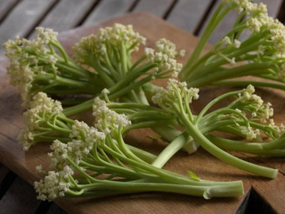 WILLVINE AMR -XIII Cauliflower Loose Type Long Stems [2.5g, 750 Seeds] Seed(750 per packet)