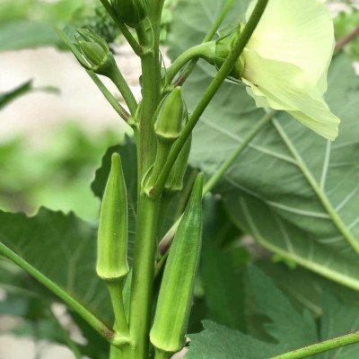 Aywal Okra Burgundy F1 Hybrid Vegetable Seeds (LADIES FINGER) Seed(6000 per packet)