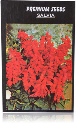 CYBEXIS SALVIA Seed(50 per packet)