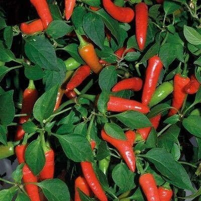 Qualtivate PUAS-3A Super Chilli F1 Hybrid Seed(300 per packet)